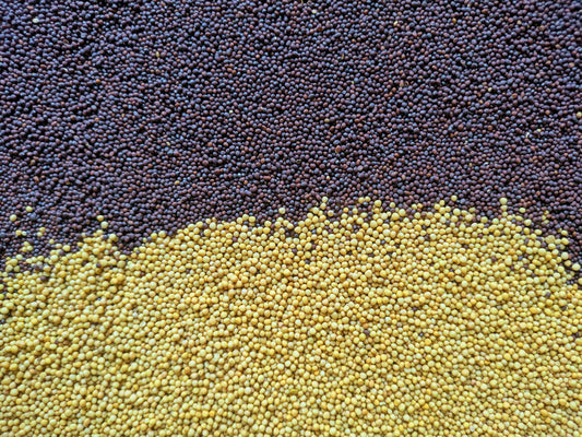 Spice Advice: Yellow vs Brown Mustard Seeds