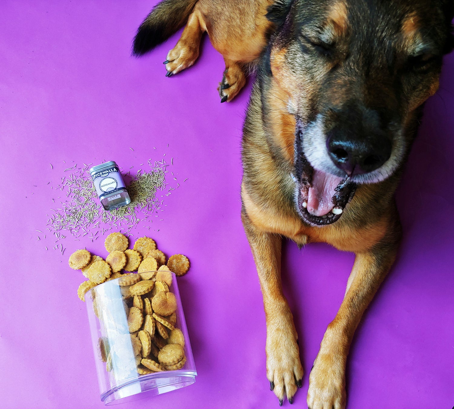 Spice Advice: Spices for dogs