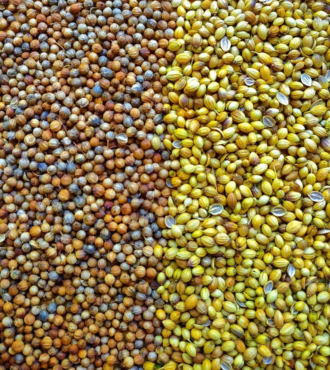 Spice Advice: Coriander